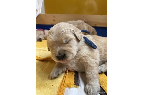 成約済の茨城県のゴールデンレトリーバー-236571の12枚目