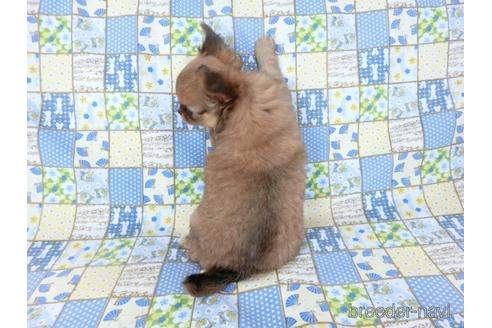 成約済の千葉県のチワワ(ロングコート)-236575の4枚目