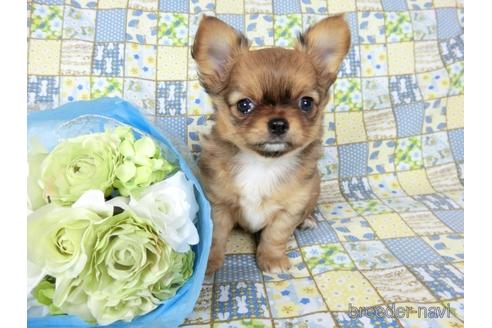 成約済の千葉県のチワワ(ロングコート)-236575の5枚目
