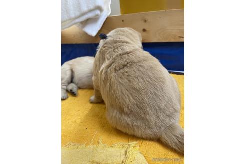成約済の茨城県のゴールデンレトリーバー-236574の12枚目
