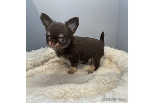 子犬