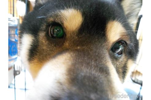 成約済の岐阜県の柴犬-236621