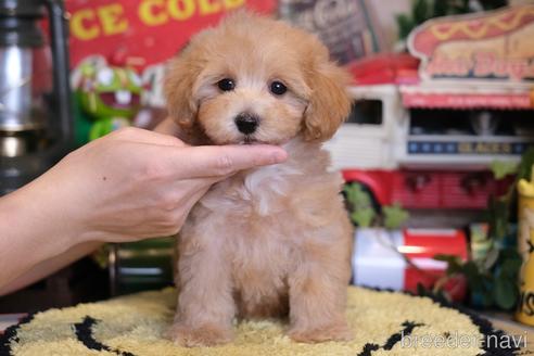 成約済の群馬県のマルプー:マルチーズ×トイプードル-234424の3枚目