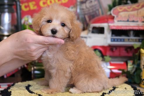 成約済の群馬県のマルプー:マルチーズ×トイプードル-234424