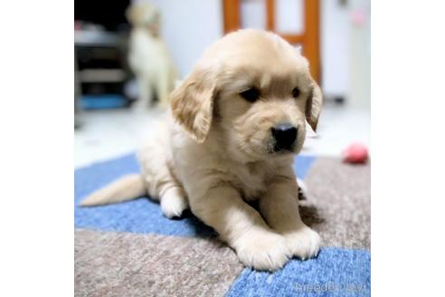 成約済の三重県のゴールデンレトリーバー-234964の3枚目