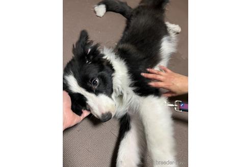 成約済の東京都のボーダーコリー-221179の3枚目