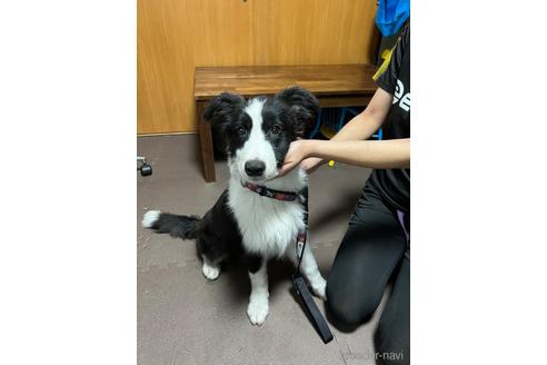 成約済の東京都のボーダーコリー-221179の4枚目