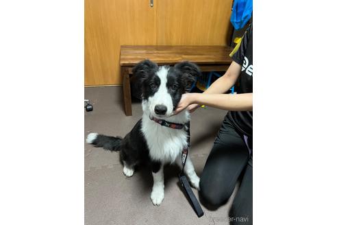 成約済の東京都のボーダーコリー-221179