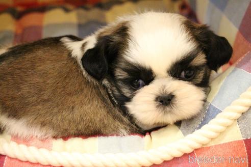 成約済の愛知県のシーズー-231374の8枚目