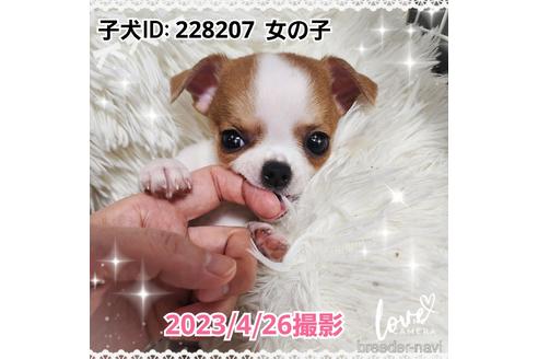 成約済の東京都のチワワ(スムースコート)-228207の19枚目