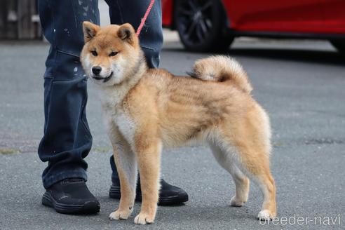 成約済の愛媛県の柴犬-236826の3枚目