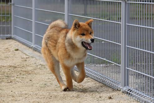 成約済の愛媛県の柴犬-236826の4枚目