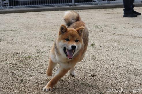 成約済の愛媛県の柴犬-236826の5枚目