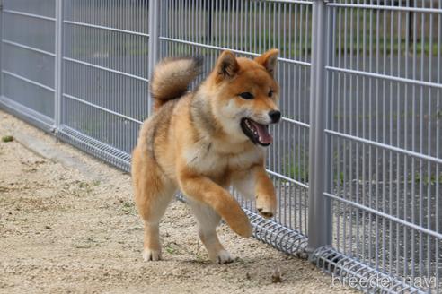 成約済の愛媛県の柴犬-236826の1枚目