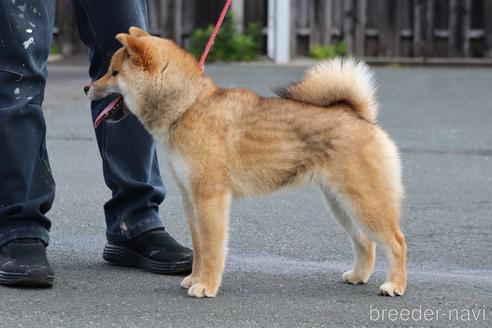 成約済の愛媛県の柴犬-236826の6枚目