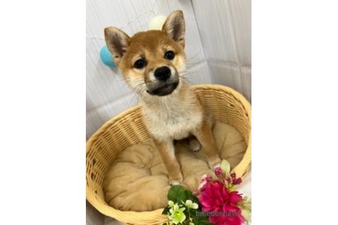 成約済の北海道の柴犬-231306の4枚目