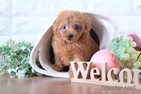 成約済の滋賀県のトイプードル-233808の1枚目