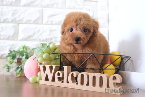 成約済の滋賀県のトイプードル-233808の6枚目