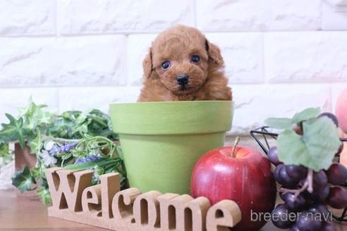 成約済の滋賀県のトイプードル-233808の3枚目