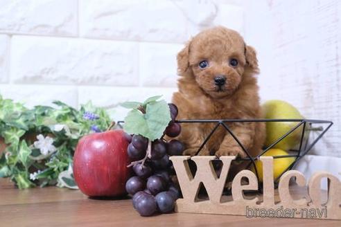 成約済の滋賀県のトイプードル-233808の2枚目