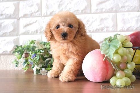 成約済の滋賀県のトイプードル-233809の1枚目