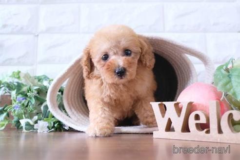 成約済の滋賀県のトイプードル-233809の6枚目