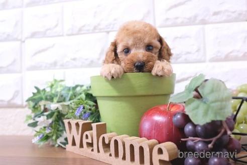 成約済の滋賀県のトイプードル-233809の3枚目