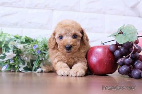 成約済の滋賀県のトイプードル-233809の2枚目