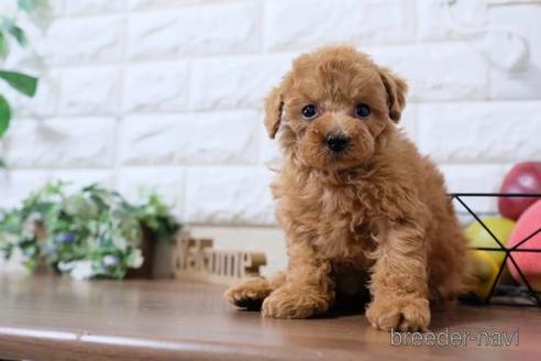 成約済の滋賀県のトイプードル-233871の1枚目