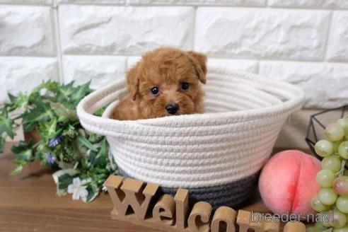 成約済の滋賀県のトイプードル-233871の6枚目