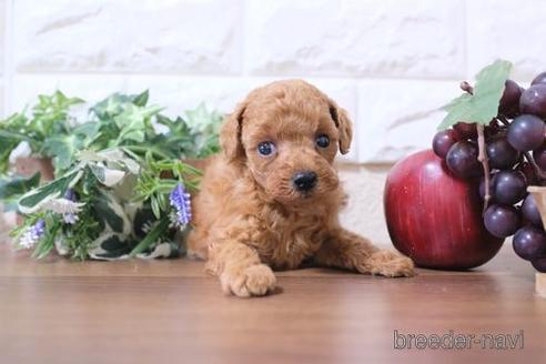 成約済の滋賀県のトイプードル-233871の3枚目