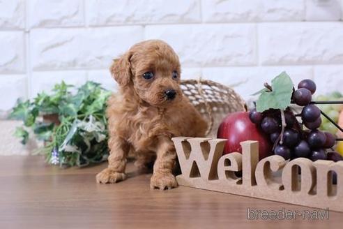 成約済の滋賀県のトイプードル-233871の2枚目
