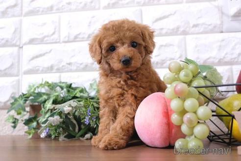 成約済の滋賀県のトイプードル-233872の1枚目