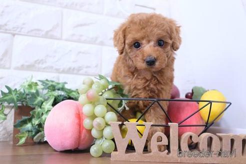 成約済の滋賀県のトイプードル-233872の6枚目