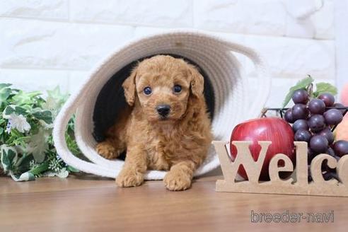 成約済の滋賀県のトイプードル-233872の3枚目