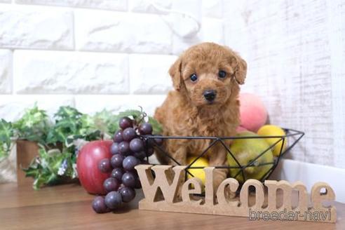 成約済の滋賀県のトイプードル-233872の2枚目