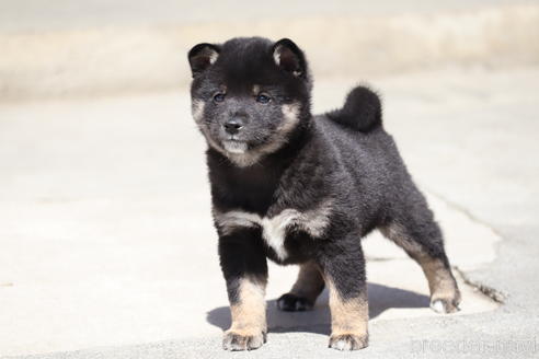 成約済の埼玉県の柴犬-232946の1枚目