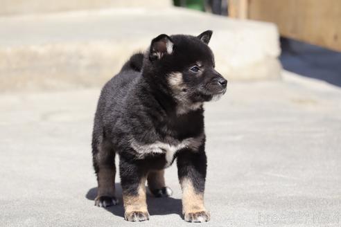 成約済の埼玉県の柴犬-232946の9枚目