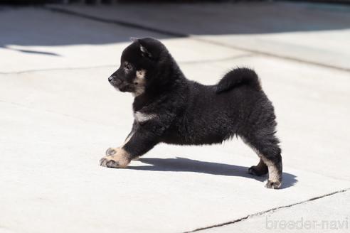 成約済の埼玉県の柴犬-232946の8枚目