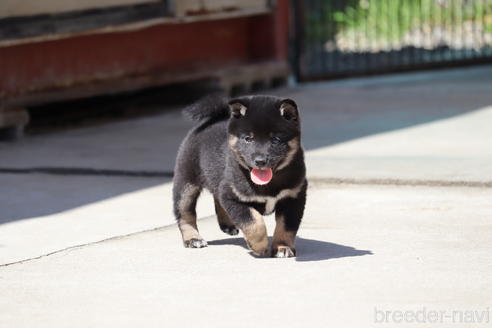 成約済の埼玉県の柴犬-232946の7枚目
