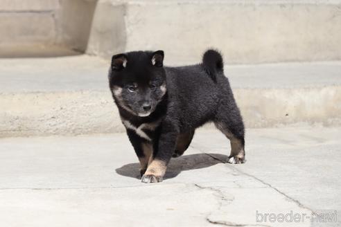 成約済の埼玉県の柴犬-232946の6枚目