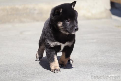 成約済の埼玉県の柴犬-232946の4枚目