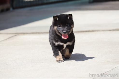 成約済の埼玉県の柴犬-232946の3枚目
