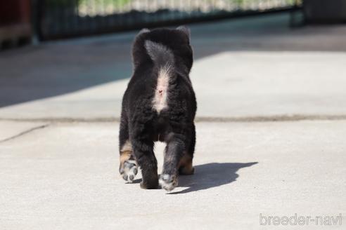 成約済の埼玉県の柴犬-232946の2枚目