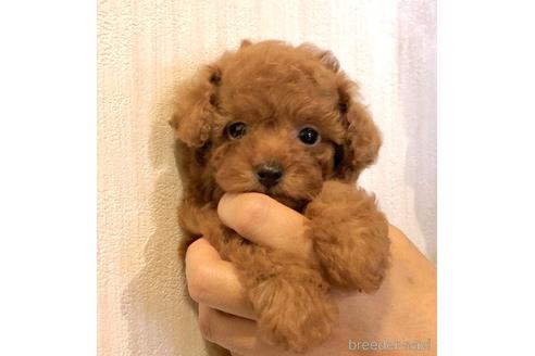 成約済の静岡県のトイプードル-236919の4枚目