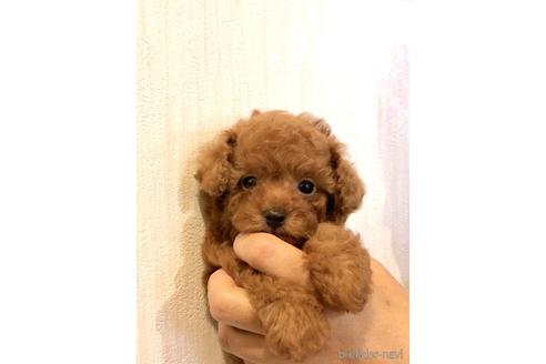 成約済の静岡県のトイプードル-236919の3枚目