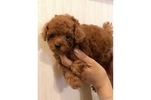 成約済の静岡県のトイプードル-236919の5枚目