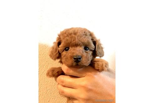 成約済の静岡県のトイプードル-236922の5枚目