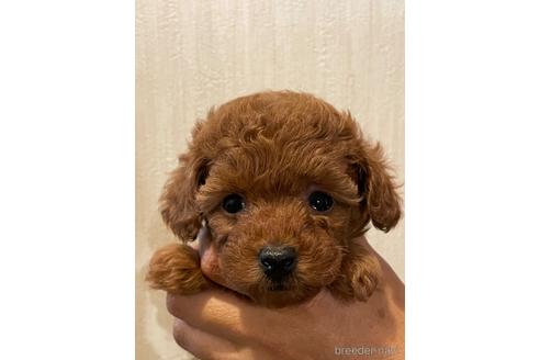 成約済の静岡県のトイプードル-236922の2枚目