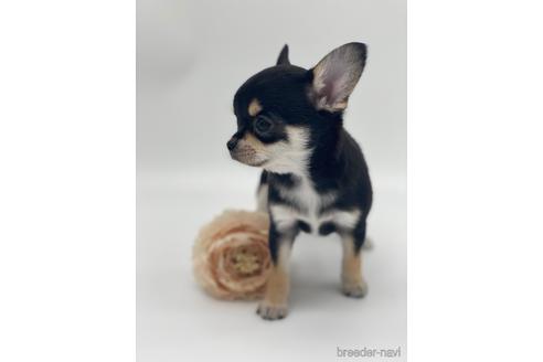 成約済の愛知県のチワワ(スムースコート)-236268の6枚目